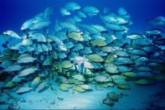 large school of fish