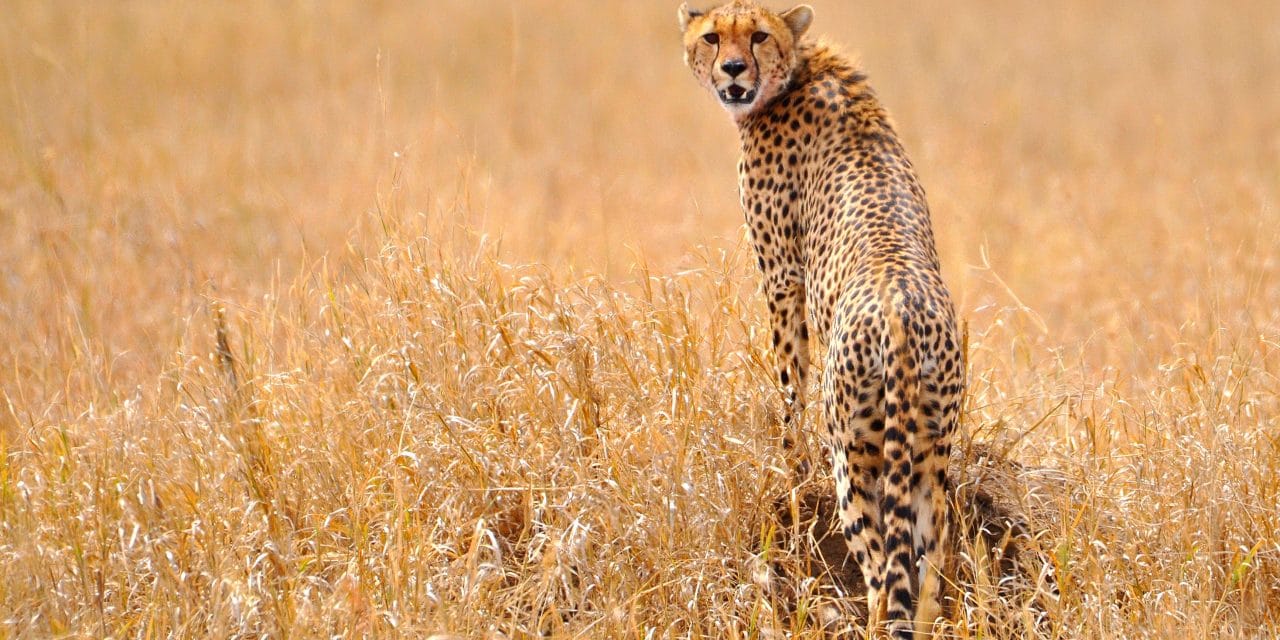 Gepard-Serengeti By Tobi 87 - Own work, CC BY-SA 3.0, https://commons.wikimedia.org/w/index.php?curid=35931140