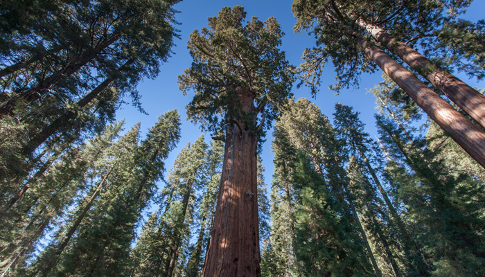 Giant Sequoia tree