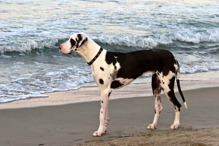 Great Dane on the beach