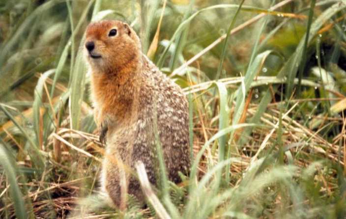 Ground squirrel in tall grass