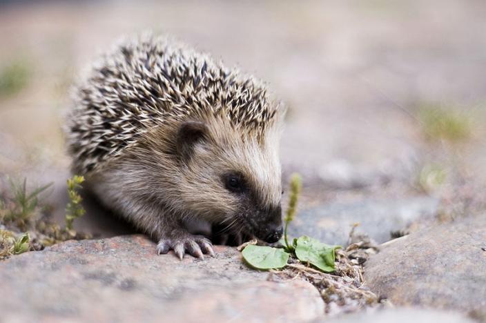Hedgehog on stone terrain