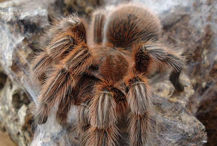 Hercules Baboon Spider