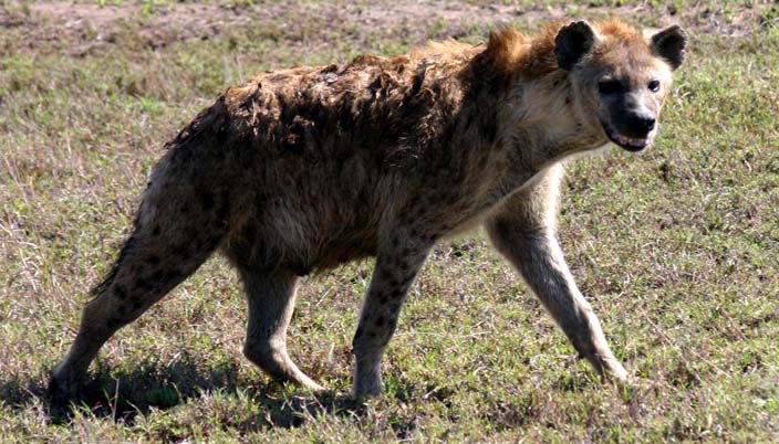 hyena in grasslands