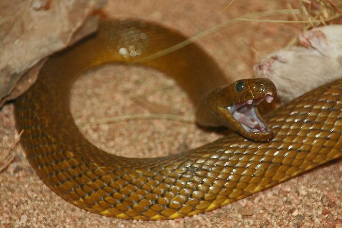 Inland Taipan (Matthew Klein/Flickr)
