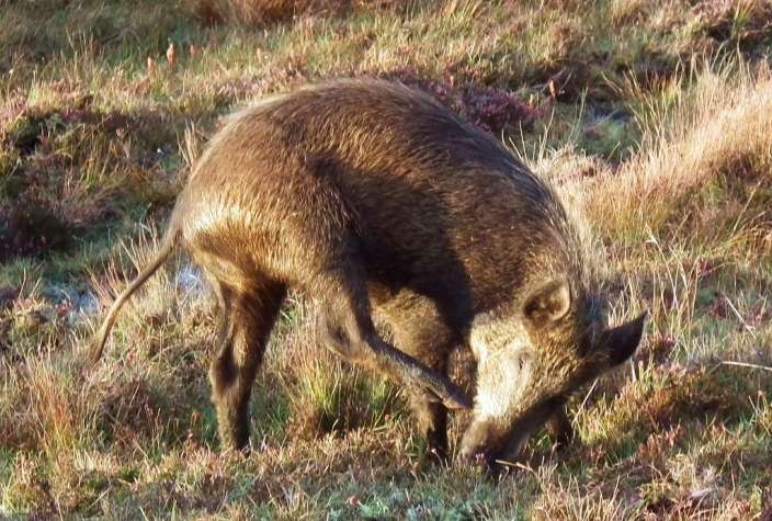 Iron Age Pig scratching his face