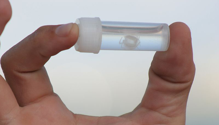 Irukandji Jellyfish in small jar held between two fingers