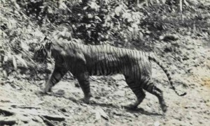 Black and white image of Javan Tiger