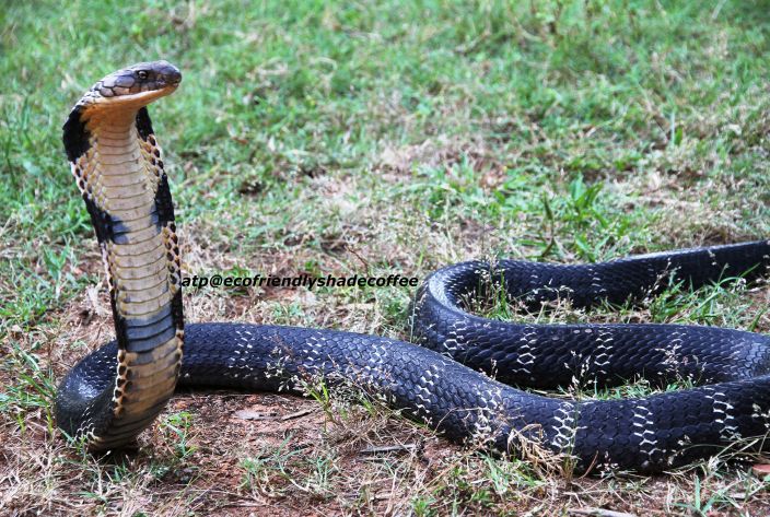King Cobra (Michael Allen Smith/Flickr)