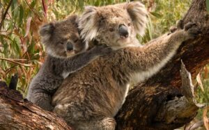 koala and cub climbing tree