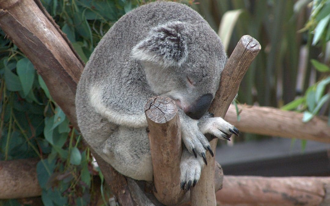 Koala02 Koala02