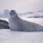 Seal on icy terrain