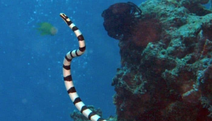 belcher sea snake in ocean in front of ocean rock outcrop
