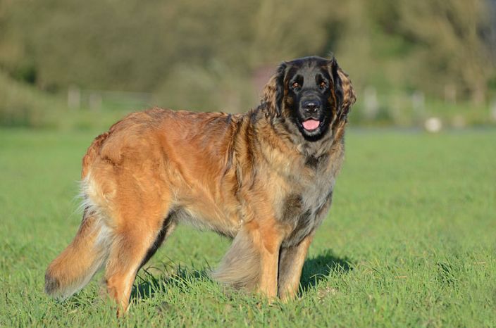 Leonberger in grassy