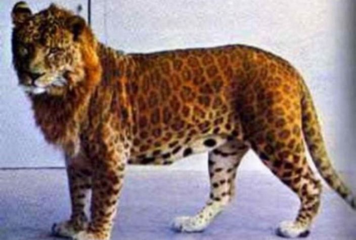Leopon