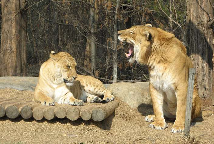 Liger