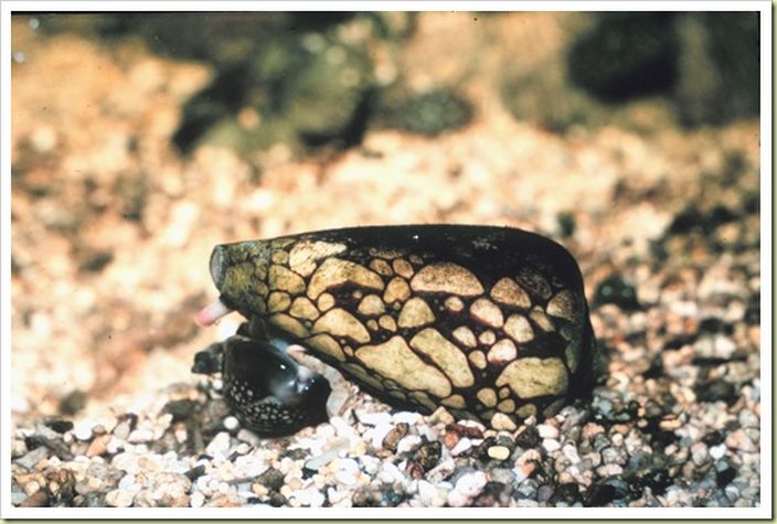 Marbled Cone Snail (Picdd/Flickr)