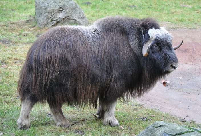 Cerbalus-Aravensis