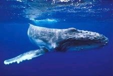 large whale near surface of water