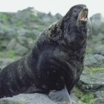 Sea lion on rocky terrain