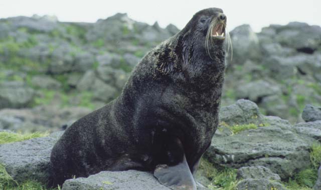 Sea lion on rocky terrain