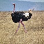 Ostrich_Struthio_camelus_Tanzania_3739_Nevit