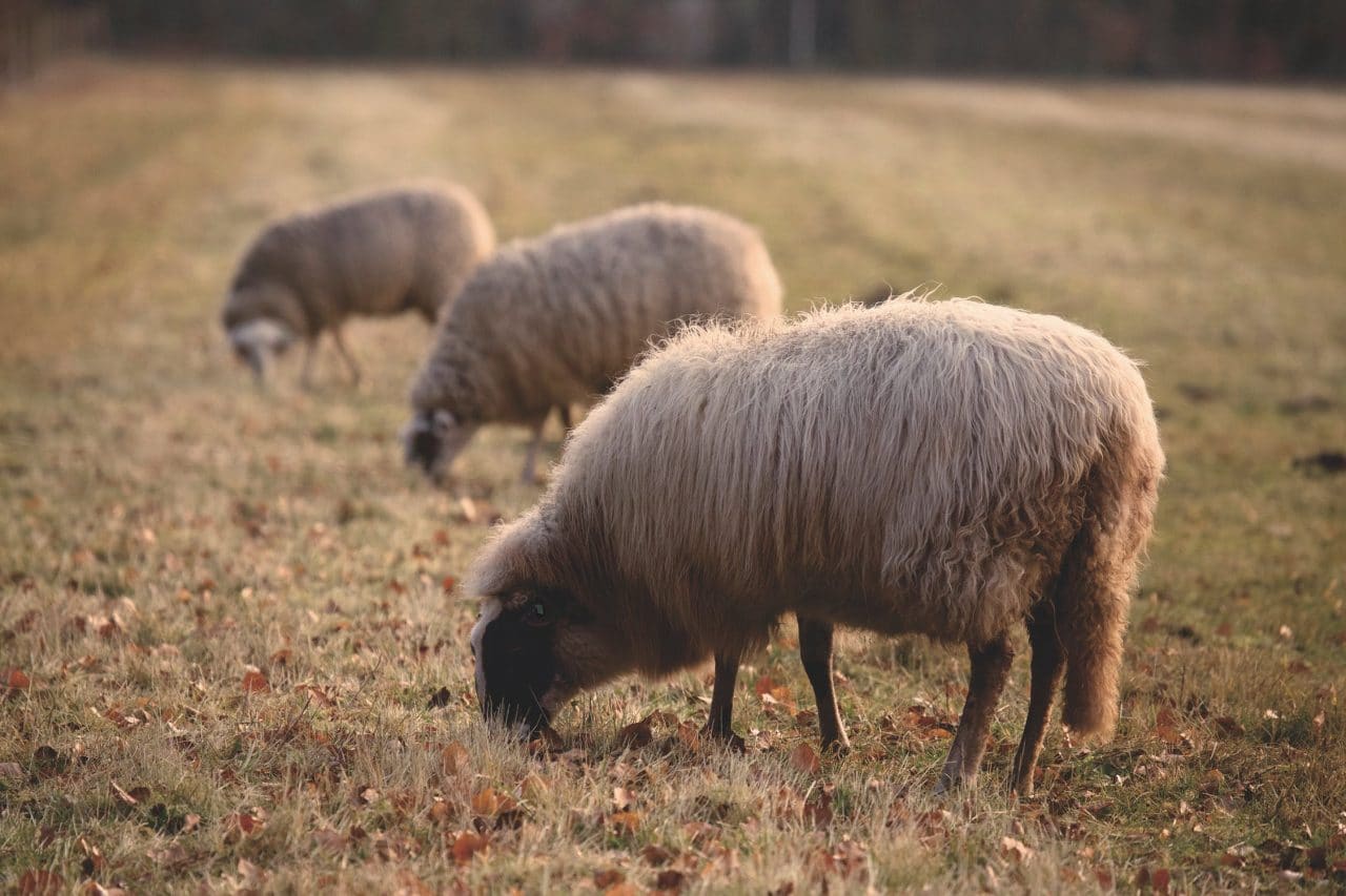 animals