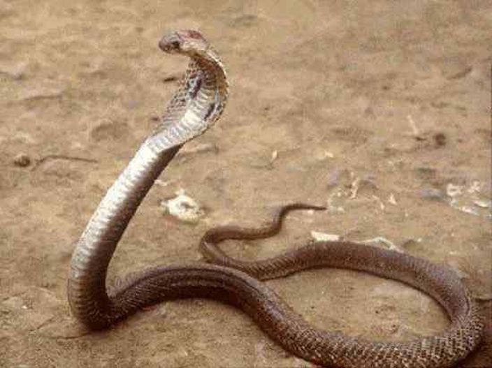 Philippine Cobra (Dangerous Snakes 2012/Flickr)