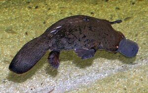 platypus underwater