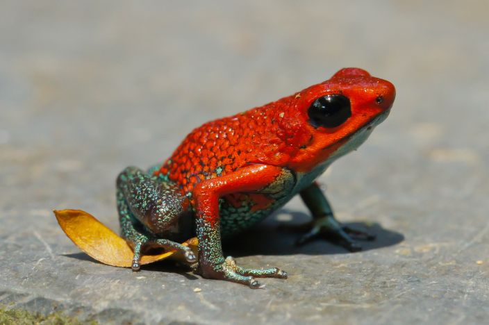 Poison Dart Frog (Dalem77/Flickr)