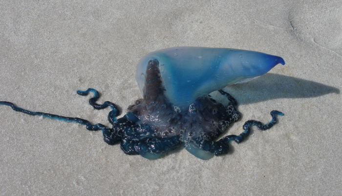 Portuguese Man o' War on Sand