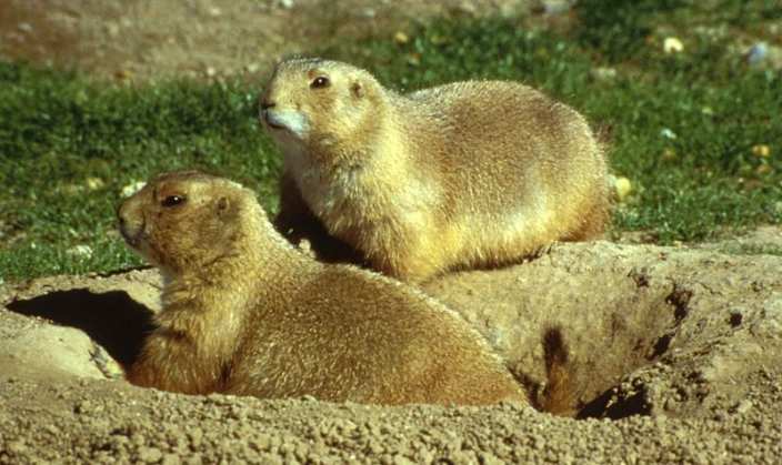 Prairie dogs in hole in field