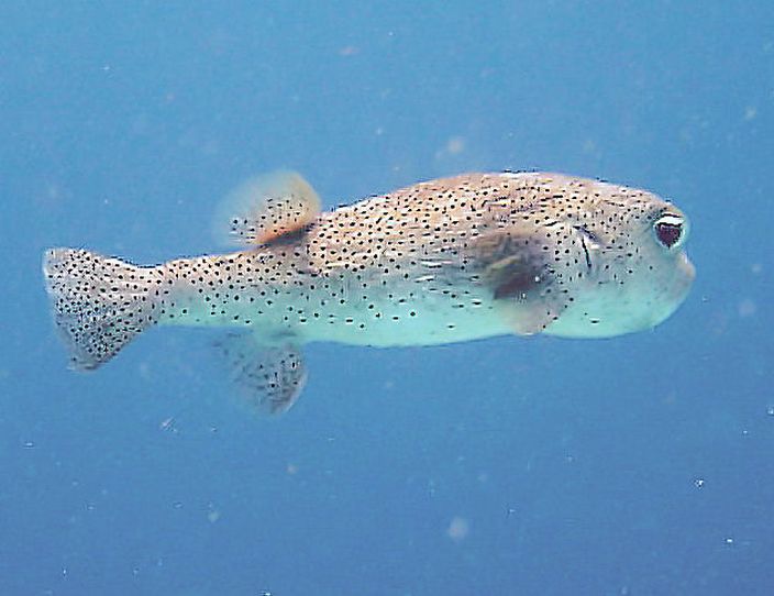 Puffer Fish (LisaSabin-Wilson/Flickr)