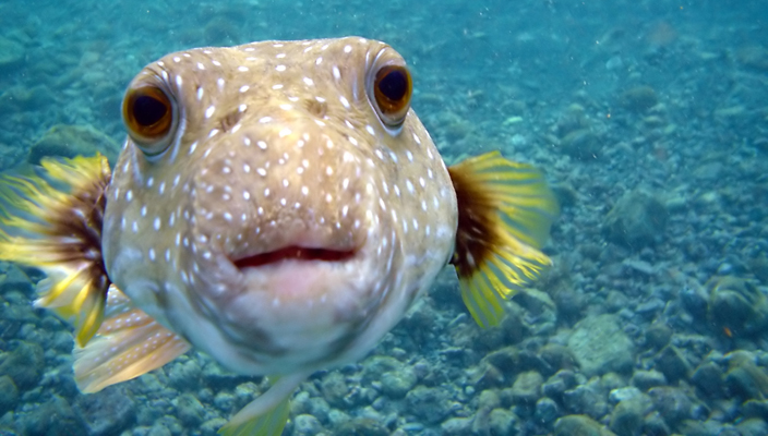 close up of puffer fish