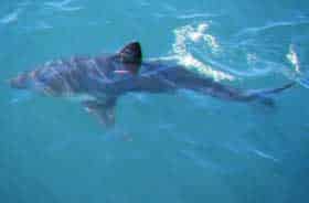 salmon shark near surface of water
