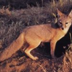 san joachin kit fox