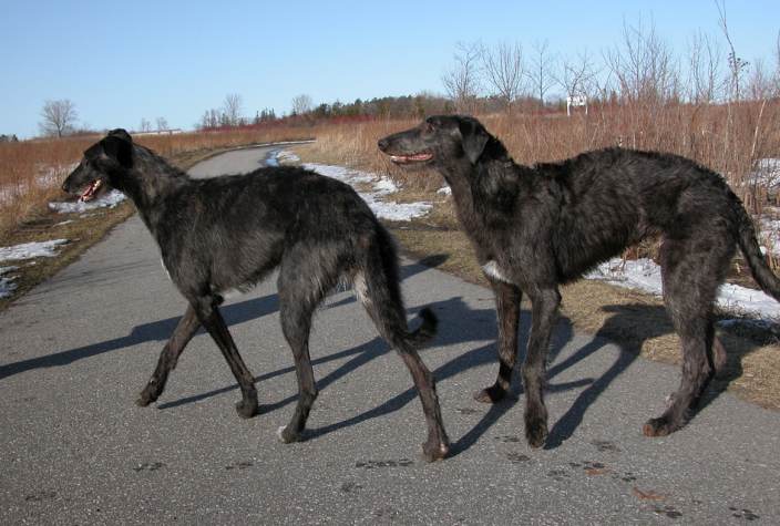 Two Scottish Deerhound Crossing the road