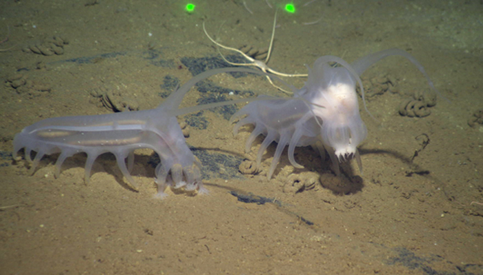bizarre animals