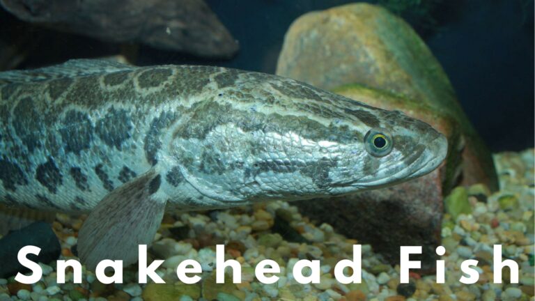 Snakehead Fish