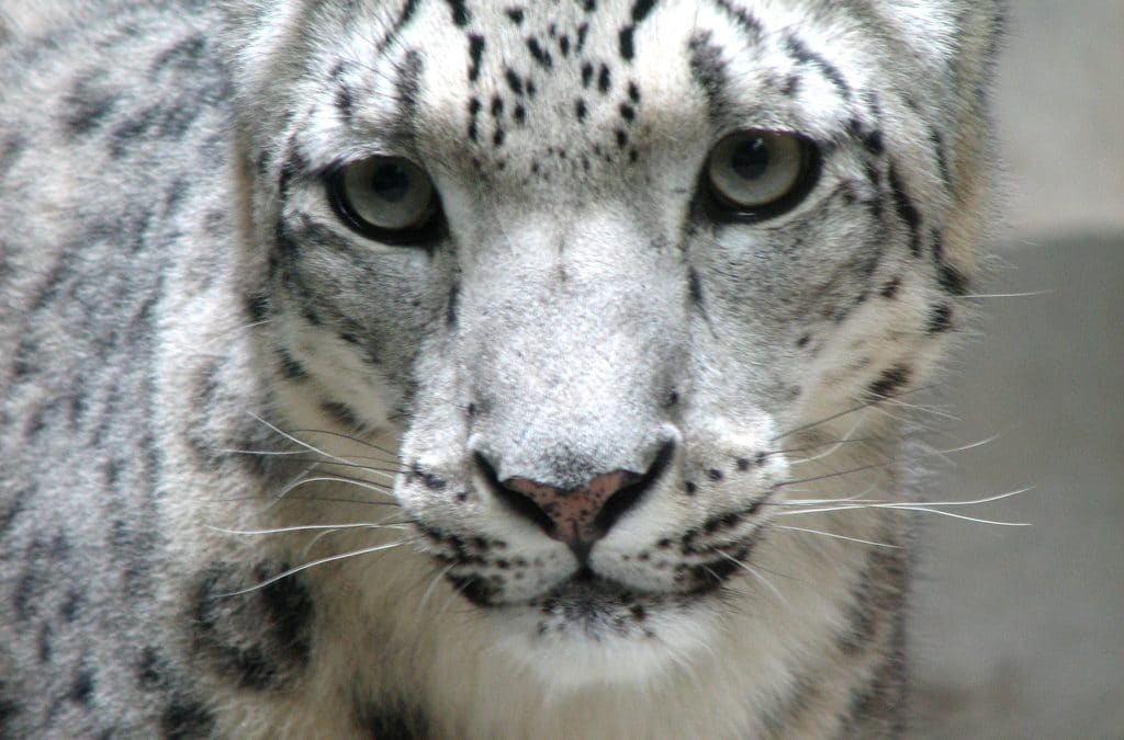 Snow_leopard_face By Trisha Shears from Louisville, Kentucky, United States - Snow Leopard, CC BY-SA 2.0, https://commons.wikimedia.org/w/index.php?curid=2440036