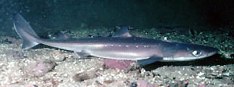 spiny dogfish near ocean floor bed