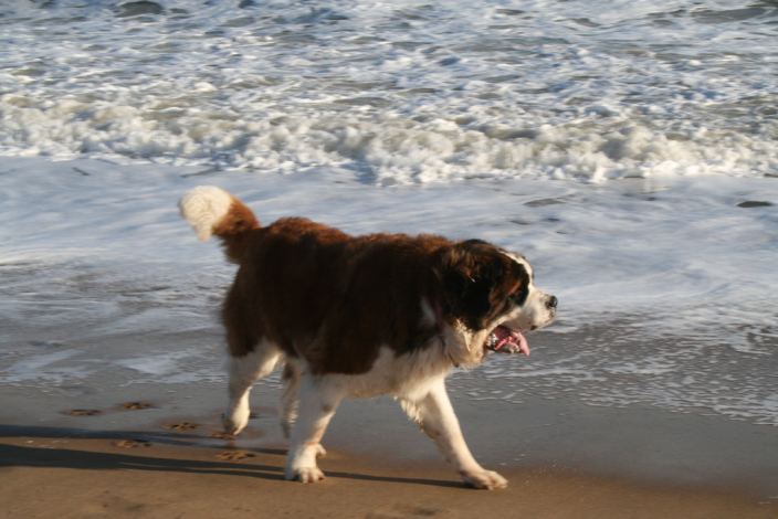 St. Bernard at the beach