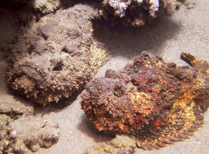 Stone Fish (Warner Bates/Flickr)
