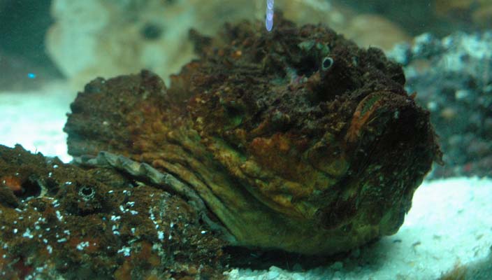 stonefish in aquarium