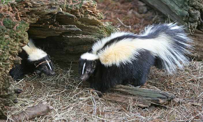 Striped skunk in front of rotted out log