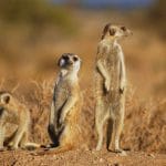 Suricates,_Namibia-2