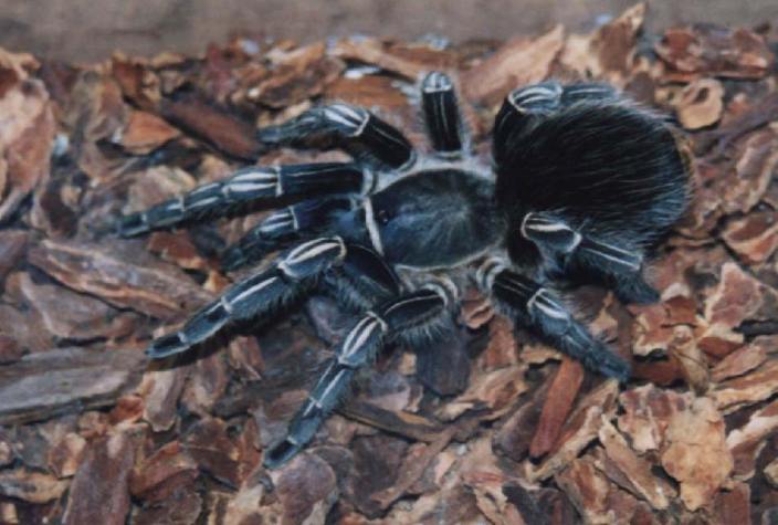 The Goliath Bird-Eating Tarantula