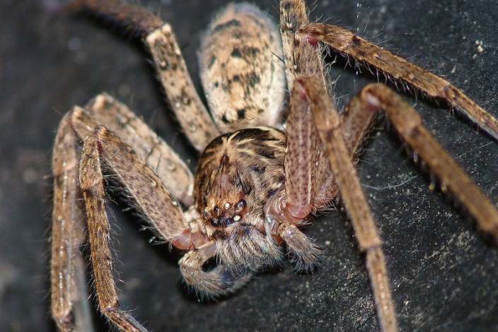 The Huntsman Spider