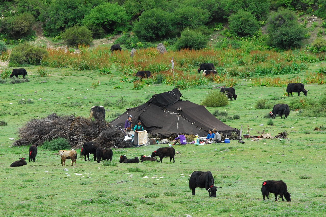 nomadic herders with their cattle