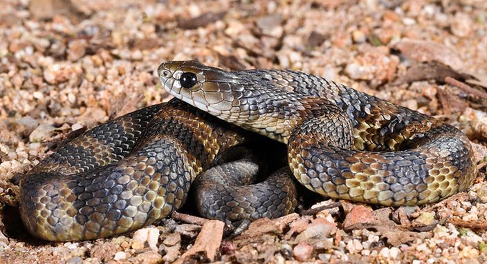 Tiger Snake (Barry Kiepe/Flickr)